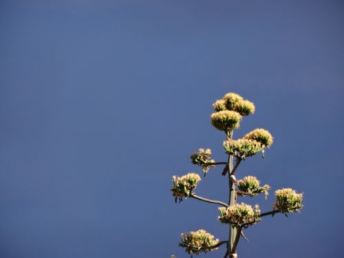 plant blue sky thunderstorm light