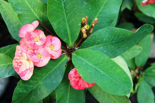 euphorbia millii plant blossom