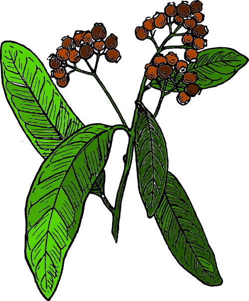 plant spice tree