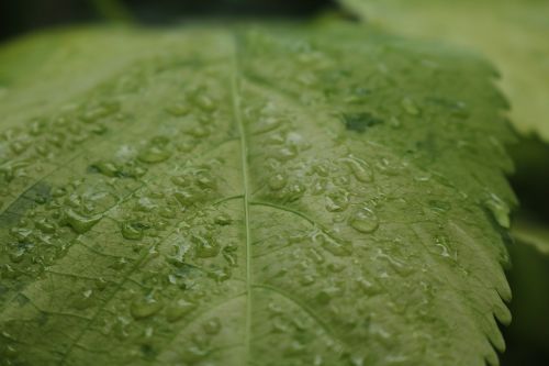 plant leaf drop of water