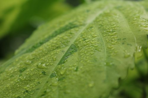 plant leaf drop of water
