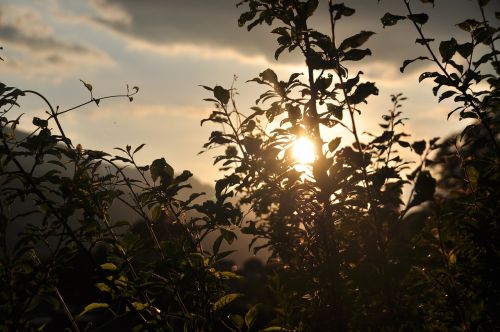 plant sunset shadow