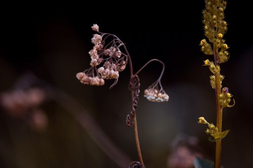 plant dry seeds