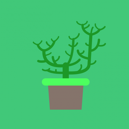 plant houseplant aesthetic