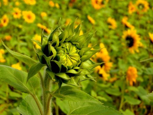 plant the pods sunflower