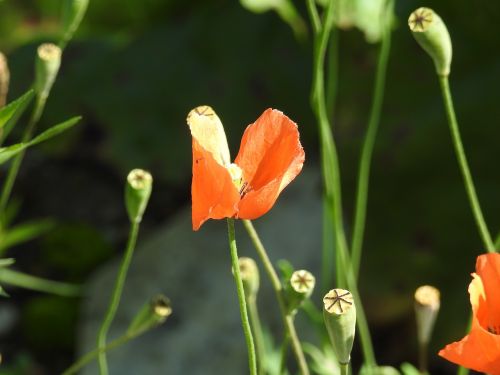 plant poppy close