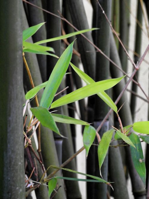 plant bamboo green