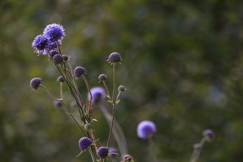 plant nature flower