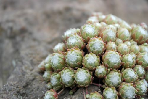 plant stone rocks