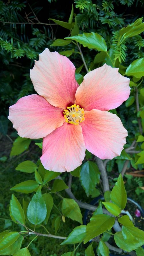 plant hibiscus mallow