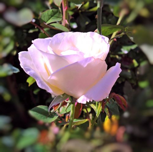 plant floribunda rose bloom