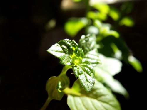plant green black