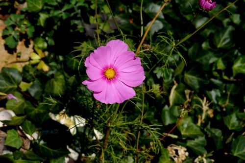 plant purple blossom