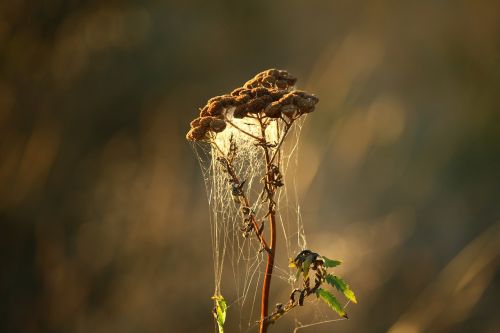 plant tansy cobweb