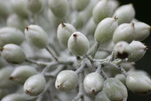 plant macro white