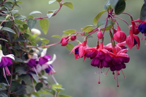 plant flowers earring