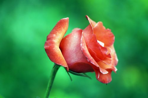 plant flower rosa