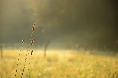 plant nature bokeh