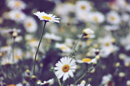 plant field meadow