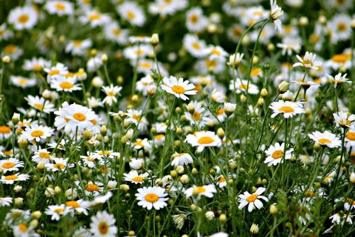 plant field meadow