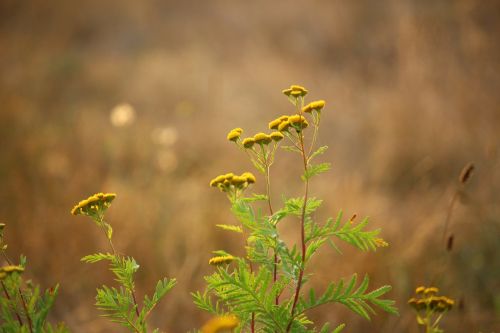 plant tansy meadow
