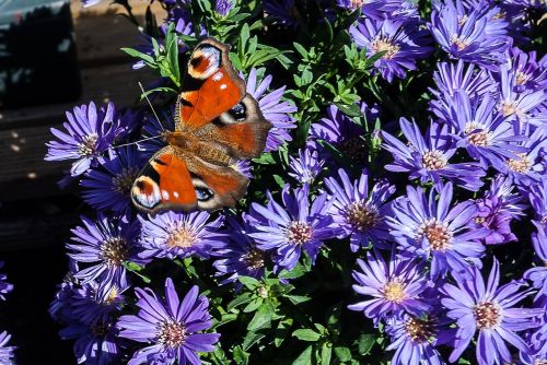 butterfly aster nature garden