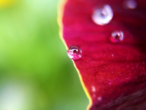 plant flower macro