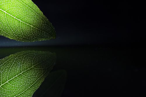 plant still life the leaves