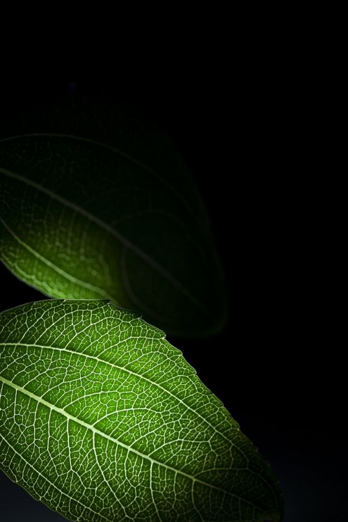 plant still life the leaves