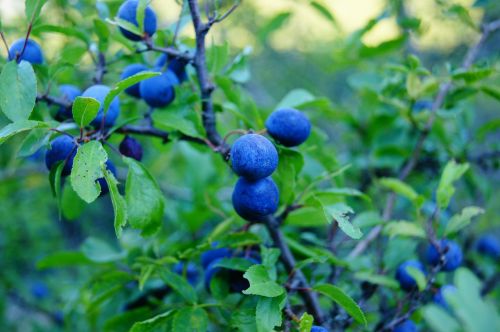 plant blue berry