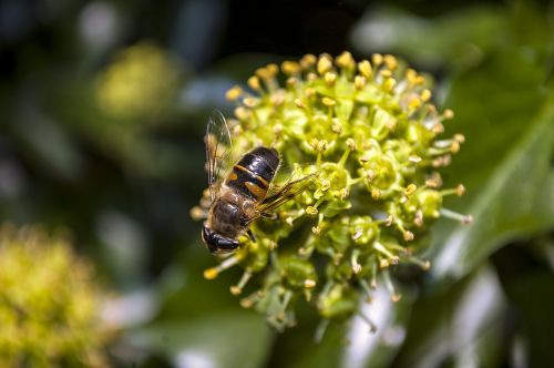 plant insect nature