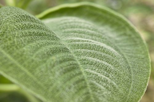 plant leaf green