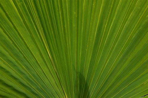 plant leaf nature