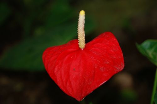 plant red flower flower