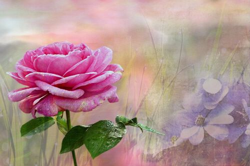 plant rose pink