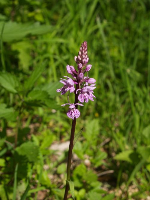 plant water meadow orchid