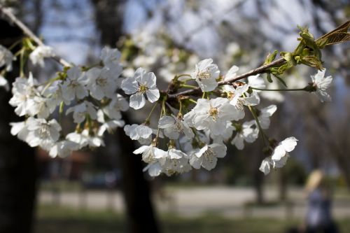 plant spring flower