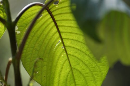 plant leaf tr