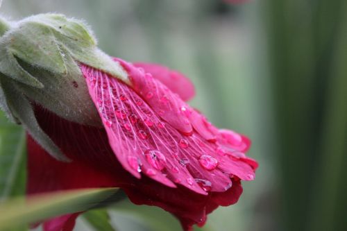 plant drop of water nature