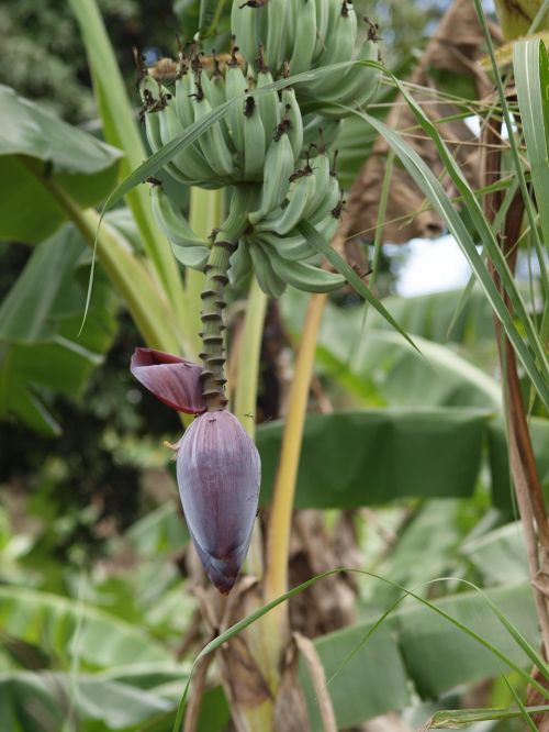 plant flowers nature