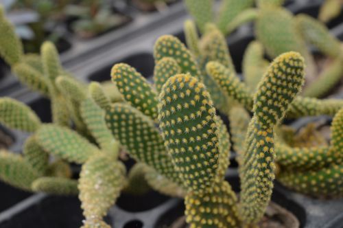 plant cactus the fleshy