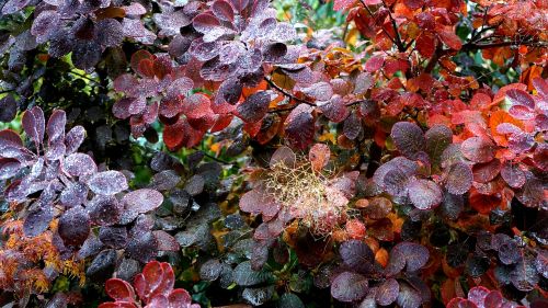 plant rain nature