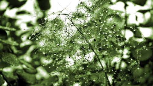 plant rain nature