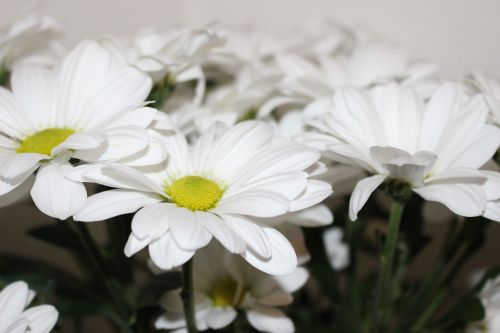 the chrysanthemum white white chrysanthemum