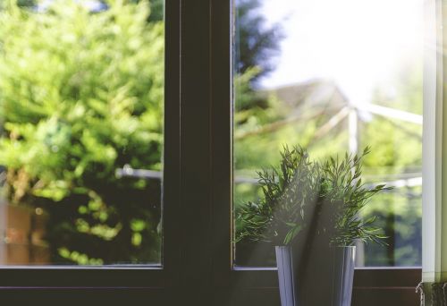 plant pot plant sunbeams