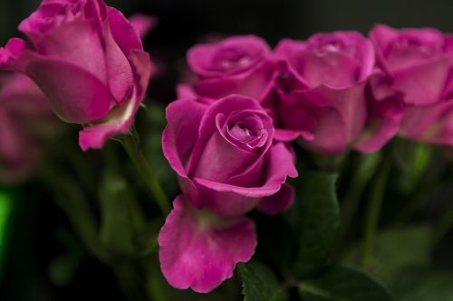 plant flowers roses