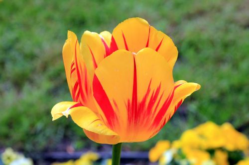 plant flower tulip