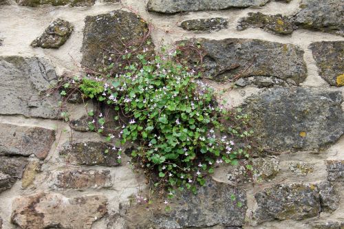 plant wall blossom