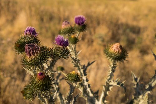 plant flower nature