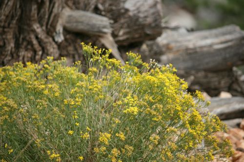 plant yellow desert